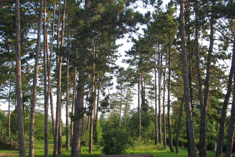 Wald Gänserndorf Stadt