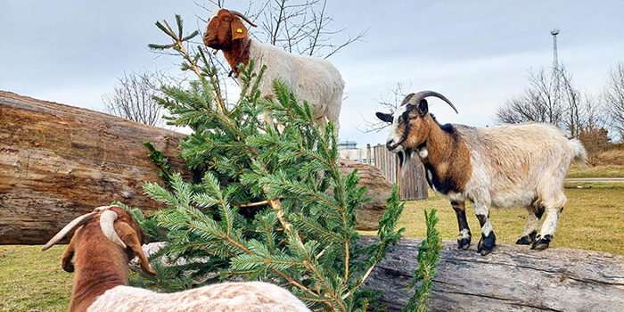 Abholung Weihnachtsbäume