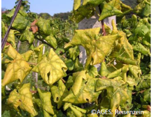 Informationsschreiben über die Rebenkrankheit „Goldgelbe Vergilbung = Grapevine flavescence dorée (GFD)“