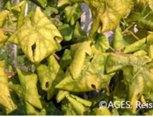 Informationsschreiben über die Rebenkrankheit „Goldgelbe Vergilbung = Grapevine flavescence dorée (GFD)“