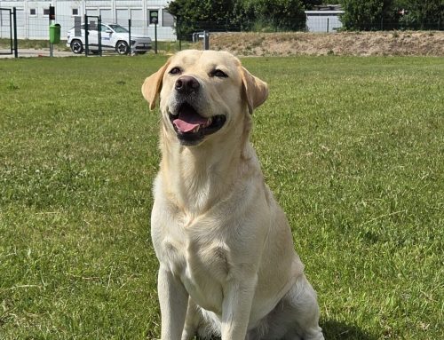 Neue Hundezone am Hafergrubenweg